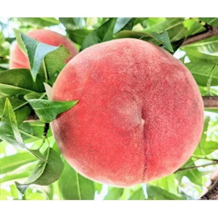 [信州中野まつじるし農園]品種おまかせ朝採れ桃 約3kg[配送不可地域:離島]