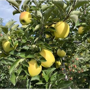 VLVL!TNTN!VimS[h ƒp 10kgy1660814z