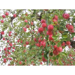 �y�󂠂�z���˔_���@�M�B�Y�T���ӂ��@�D7~12��(��2.8kg)�y1277766�z