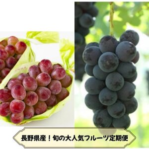 [発送月固定定期便]長野の果物 種なし巨峰+クイーンルージュ全2回[配送不可地域:離島]