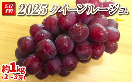 [先行予約]2025 クイーンルージュ® 2房〜3房 約1キロ [10月中旬頃〜順次発送予定] 長野県産 国際特許有機肥料栽培|ぶどう ぶどう ぶどう ぶどう ぶどう