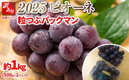 2025 ピオーネ 粒つぶパックマン[訳ありパック]2パック 約1キロ 長野県産[10月初旬頃〜順次発送予定] 国際特許有機肥料栽培 | ピオーネ ピオーネ