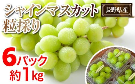 2025 P シャインマスカット 粒採り6パック 約1kg [10月中旬頃〜順次発送予定 ]長野県産 国際特許有機肥料栽培 | シャインマスカット シャインマスカット