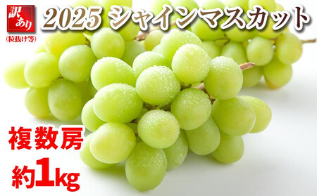 B 2025  VC}XJbgy󂠂藱z [@1L @쌧Y@y10{`\z@ۓL@엿͔|