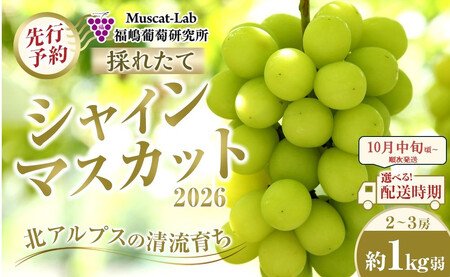 [先行予約]B 2026 シャインマスカット 2房〜3房 約1キロ弱 [2026年10月中旬頃〜順次発送予定]長野県産 国際特許有機肥料栽培