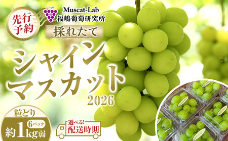 [先行予約]B 2026 P シャインマスカット粒どり6パック 約1kg弱(2026年10月中旬頃〜順次発送)長野県産 国際特許有機肥料栽培