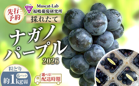 [先行予約] B 2026 P ナガノパープル粒どり6パック 約1kg弱 (2026年10月初旬頃〜順次発送予定)長野県産 国際特許有機肥料栽培