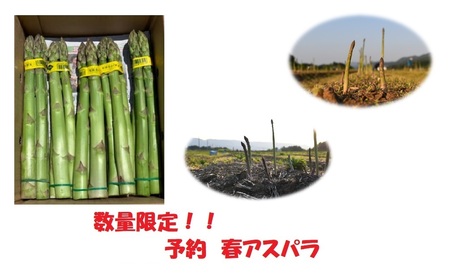 「新鮮アスパラ」LLサイズ1Kg(2025年産)(7-A17)