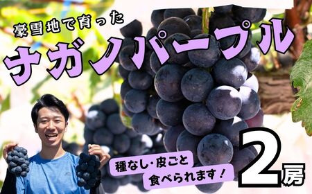 [先行予約][令和7年産]飯山市産 ナガノパープル2房(約900g以上)(7-A31)