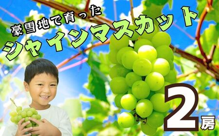 [先行予約] [令和7年産] 飯山市産 シャインマスカット 2房 (約1kg以上) (7-A32) 長野県 飯山市 おすすめ ランキング おいしい 高評価 大人気 シャインマスカット
