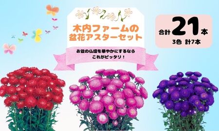 [先行予約]奥信濃飯山〜木内ファームの盆花アスターセット〜[期間限定](7-A34)
