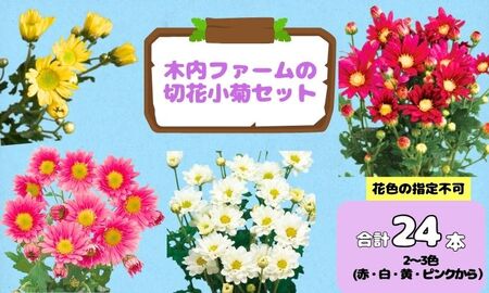 [先行予約]奥信濃飯山 〜木内ファームの切花小菊セット〜[期間限定](7-A33)