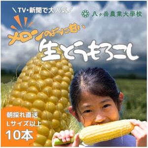 y2026Ns\z ̂悤ɊÂ Ƃ낱 10{yzsnFzy1662928z