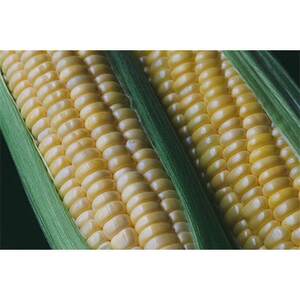 y󂠂ẑ xƂ낱 ͂˂10{(3kg)q26N7`9{\ryzsnFzy1678265z