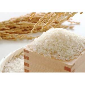 �y�ߘa7�N�Y�z�~���L�[�N�C�[���@���ā@5kg�y1697012�z