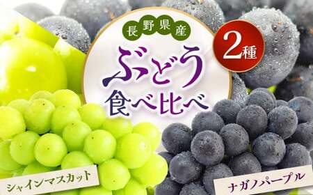 【2026年先行予約】シャインマスカット・ナガノパープル 約1kg (2房)【9月下旬以降発送予定】
