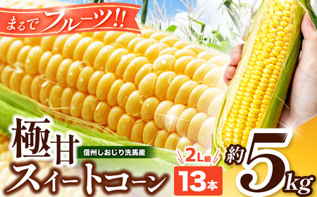 [2025年分先行予約] 極甘スイートコーン 5kg 2L級 13本(高原野菜の名産地 信州しおじり洗馬産)| 野菜 やさい とうもろこし スイートコーン 長野県 塩尻市