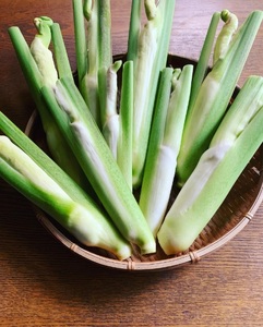 【先行予約】完全自然栽培マコモダケ 約1kg 【9月中旬～発送予定】| マコモダケ まこもだけ マコモ たけのこ トウモロコシ 長野県 塩尻市