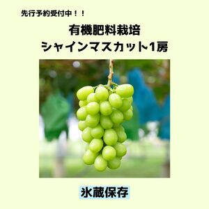 [2025年 先行予約] [甘みが増す完熟 氷蔵保存]シャインマスカット1房 | シャイン ぶどう 葡萄 ブドウ くだもの 果物 フルーツ マスカット 先行 先行予約 氷蔵保存 希少 長野県 塩尻市