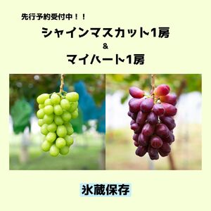 [2025年 先行予約] [甘みが増す完熟 氷蔵保存]赤と緑にきらめく果実。マイハート1房とシャインマスカット1房 