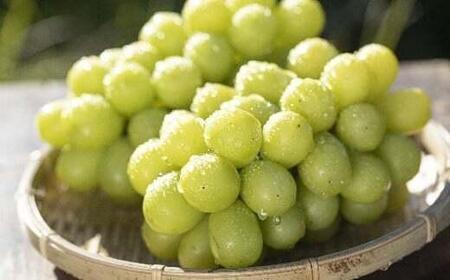 �y2026�N��s�\��z �V���C���}�X�J�b�g ��1.2kg ��2026�N9�����{�`���������� ���K�s�Y | �V���C�� �Ԃǂ� ���� �u�h�E �������� �ʕ� �t���[�c �}�X�J�b�g ���Ⴂ�� �܂������� ��s ��s�\��