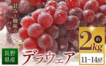 [2026年先行予約] デラウェア 約2kg (11〜14房) [8月下旬以降発送予定]