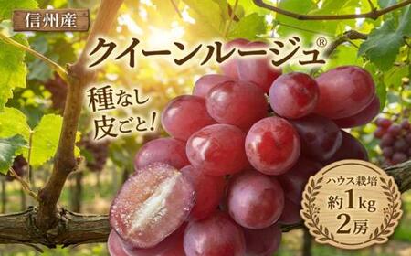 [2026年先行予約] クイーンルージュ®(ハウス栽培) 2房 約1kg [7月末以降発送予定]