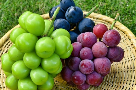 �y��s�\��z�����p �M�B�Y �����y�l�ߍ��킹�z3�[ �y�V���C���}�X�J�b�g�A�i�K�m�p�[�v���A�N�C�[�����[�W��R�z