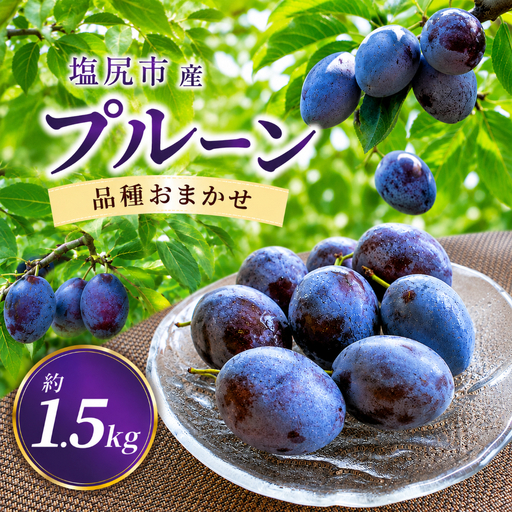 塩尻市産プルーン[約1.5kg][品種おまかせ]