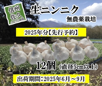 【先行予約】生ニンニク 12個 (直径5cm以上) にんにく 無農薬栽培 ホワイト 六片種 最高級 薬味〈出荷時期:2025年6月1日出荷開始～9月30日出荷終了〉【 大蒜 安心安全 長野県 佐久市 】