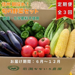 定期便3回 野菜セット 朝採れ 新鮮 7種 栽培期間中 無農薬 信州 長野県 高原 おまかせ[出荷時期:2024年6月1日出荷開始〜2024年12月22日出荷終了][ 野菜 長野県 佐久市 ]