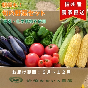 野菜セット 朝採れ 新鮮 7種 栽培期間中 無農薬 信州 長野県 高原 おまかせ[出荷時期:2024年6月1日出荷開始〜2024年12月22日出荷終了][ 野菜 長野県 佐久市 ]