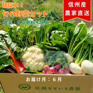 「先行予約」 令和7年 6月発送 野菜セット 朝採れ 新鮮 7種 栽培期間中 無農薬 信州 長野県[出荷時期 :2025年6月1日出荷開始〜2025年6月30日終了] [ 産地直送 高原野菜 産直 季節の野菜 旬の 農薬 長野県 佐久市 岩渕なないろ農園 ]