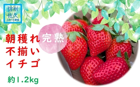 yԌ^s\znꊮnsC`S1.2kgikCEꌧE͔sj4ނ̂猵I  Xgx[ Yn 쌧 vs {