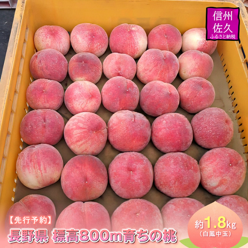 [先行予約]長野県 標高800m育ちの桃 約1.8kg(白鳳中玉)[2026年8月1日〜15日出荷/ 北海道・沖縄・離島は配送不可]信州 果物 スモモ 旬彩 期間限定 [ フルーツ 長野県 佐久市 ]
