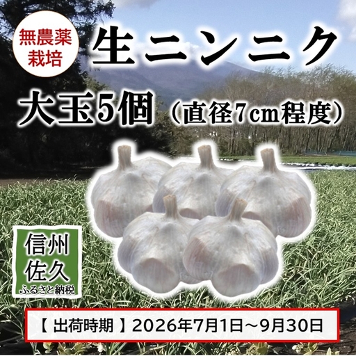 [数量限定]生ニンニク大玉5個 (直径7cm程度)(2026年7月〜9月出荷/沖縄・離島は配送不可)にんにく ガーリック 最高級ホワイト六片種 無農薬 長野県 佐久市 旬彩 国産 信州
