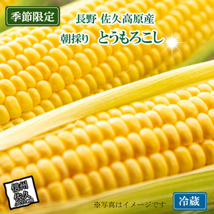 信州産とうもろこし 10本（2025年8月1日～9月10日出荷／北海道・沖縄・離島は配送不可）長野県 旬彩 野菜 コーン【ＪＡ佐久浅間　浅間山　八ヶ岳　千曲川　肥沃な大地　良質な農業生産 長野県 佐久市 】
