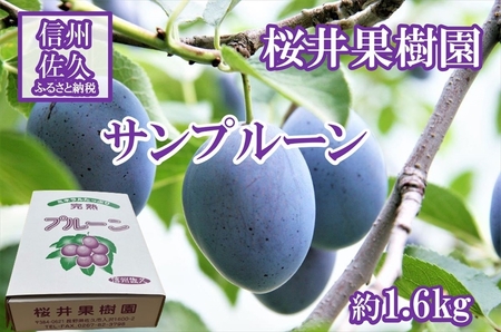 長野県産プルーン『サンプルーン』 家庭用 約1.6kg(400g×4)[2025年9月出荷/北海島・沖縄・離島は配送不可]信州 果物 旬彩 先行予約 期間限定 国産 [ フルーツ 長野県 佐久市 ] 