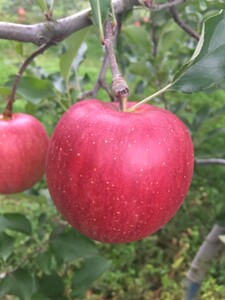 [2025年先行予約]りんご シナノスイート 12〜20玉 贈答用 約5kg | りんご りんご りんご りんご りんご りんご