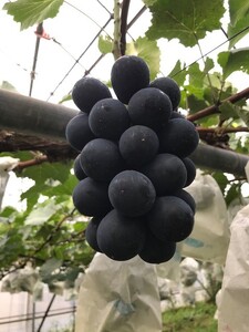 【2025年先行予約】ぶどう ナガノパープル 約1~1.2kg(2房)｜ ぶどう ぶどう ぶどう ぶどう ぶどう