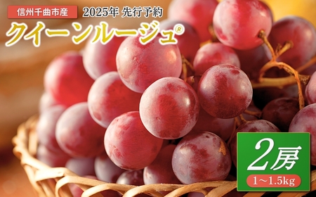 【2025年先行予約】ぶどう クイーンルージュ® 1~1.5kg(2房) ｜ ぶどう ぶどう ぶどう ぶどう ぶどう ぶどう