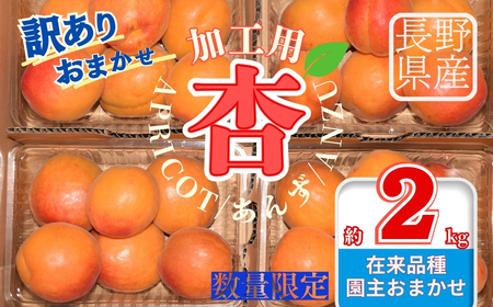 [2026年先行予約]訳あり あんず おまかせ加工用 計約2kg | あんず