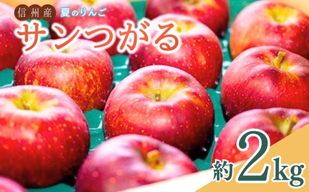 [2026年先行予約]夏のりんご サンつがる 約2kg | りんご