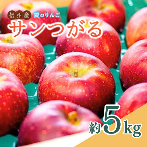 【2026年先行予約】夏のりんご サンつがる 約5㎏ ｜ りんご