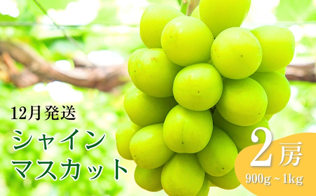 [2026年先行予約]12月発送 氷温貯蔵シャインマスカット 約900g ~ 1kg(2房) | シャインマスカット