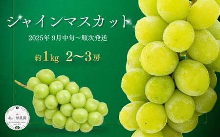 シャインマスカット 約1kg(2房 ~ 3房) | シャインマスカット