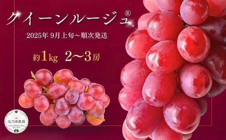 種なしぶどう クイーンルージュ®(長野県オリジナル品種) 約1kg (2 ~ 3房) | ぶどう