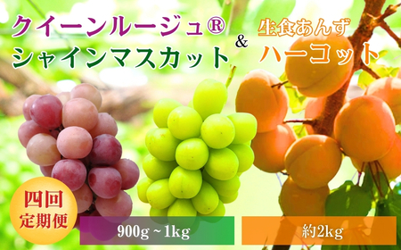 [2026年先行予約]スイートなときめき 生食あんず&ぶどう定期便4回|フルーツ