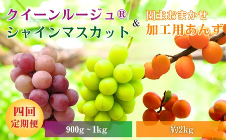 [2026年先行予約]スイートなときめき 加工用あんず&ぶどう定期便4回|フルーツ