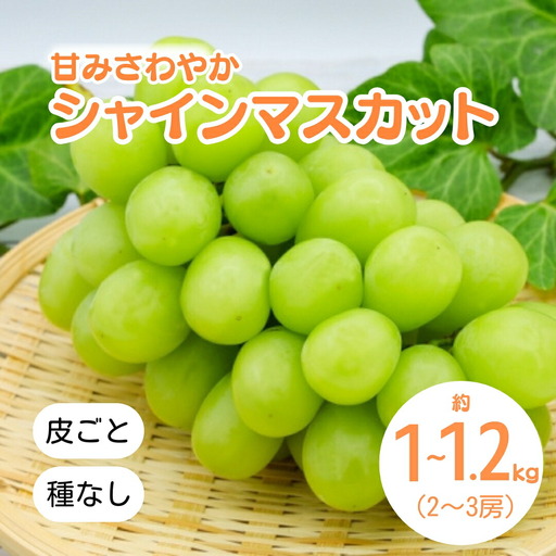 【2026年先行予約】シャインマスカット 約1kg~1.2kg(2~3房)｜ シャインマスカット